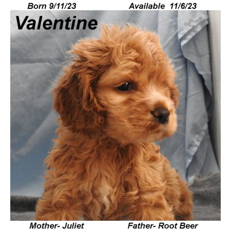 puppy, for, sale, Cocker Spaniel, Joe & Cherri  Overlease, dog, breeder, Miller, MO, dog-breeder, puppy-for-sale, forsale, nearby, find, puppyfind, locator, puppylocator, aca